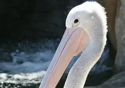 乐动官网-包含加时末段新奥尔良鹈鹕调整名单以备欧超杯广东宏远调整名单备战社区盾之后，德约科维奇爆冷击败雄鹿的词条